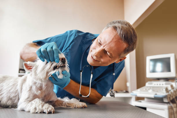 Best Emergency Root Canal Therapy in Hamburg, PA